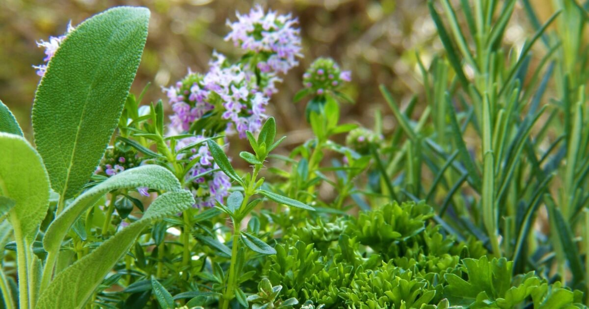 rosemary, thyme and sage herbs growing together